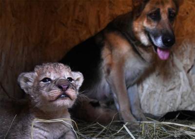 В Приморском крае овчарка выкормила львят, от которых отказалась мать