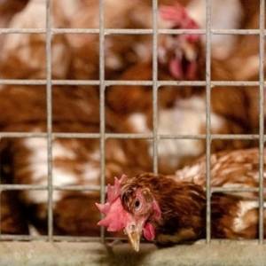Из-за вспышки птичьего гриппа в Дании хотят уничтожить 25 тыс. цыплят