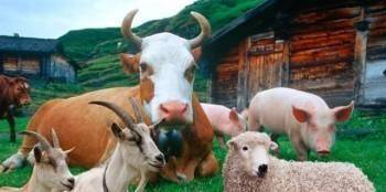 Вологодские телочки и козы могут не переживать из-за еды