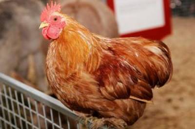 В Дании решили уничтожить 25 тыс. цыплят из-за вспышки птичьего гриппа