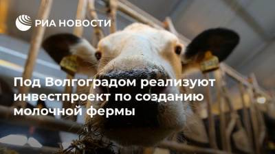 Под Волгоградом реализуют инвестпроект по созданию молочной фермы