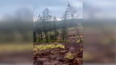 "Миграцию" елок сняли на видео во время оползня в Ирландии