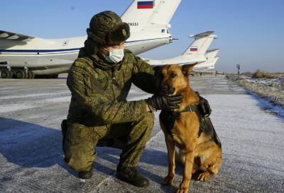 Летим в Карабах: служебные собаки Минобороны РФ помогут сапёрам обнаружить мины