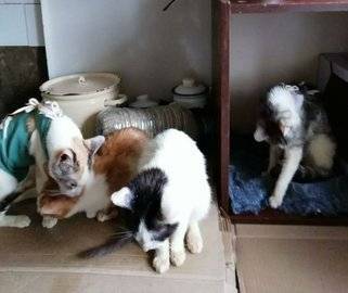 «Кошки плодятся и от ужасного голода едят своих котят»: В Уфе женщина заперла в квартире и морит голодом около 20 кошек