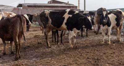 Перегон скота из Карабаха в Армению контролируется – инспекция