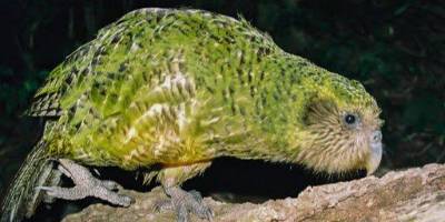 В Новой Зеландии выбрали птицу года. Это какапо — попугай, который не умеет летать и притворяется кустом