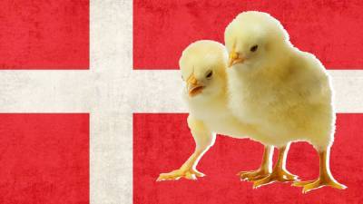 В Дании после уничтожения норок принялись за цыплят