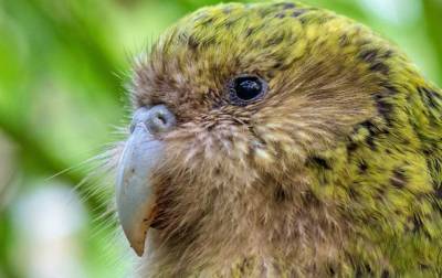 В Новой Зеландии выбрали птицу года - korrespondent.net - Новая Зеландия