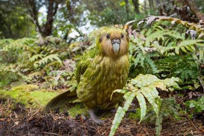 Притворяется кустом и не умеет летать: в Новой Зеландии определились с птицей 2020 года