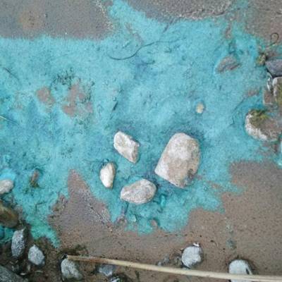 Названы причины изумрудного цвета береговой линии Чудского озера в Псковской области