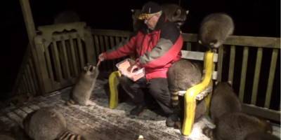 Канадец каждую ночь кормит енотов уже 17 лет подряд — он исполняет волю покойной жены. И 9 лет снимает это на видео