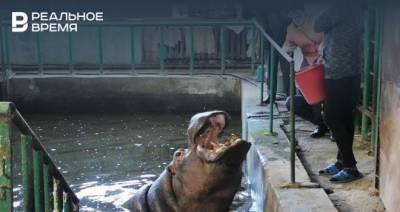 В казанском зоопарке бегемотиху выпустили в ее реконструтированный вольер