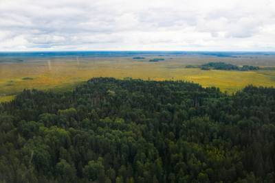 Более чем на 2,2 тысячи гектаров будет увеличен лесной фонд Тверской области