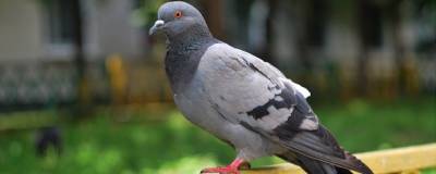 В Рязани обнаружили зараженную хламидиозом птицу
