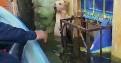 В Мексике моряки героически спасли лабрадора во время наводнения: собака держался из последних сил, чтобы не утонуть
