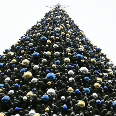 У французов будет возможность купить елки к Рождеству