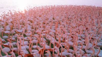 Стая фламинго сделала остановку на озере Караколь в Казахстане.