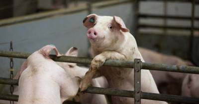 На Буковине зафиксировали африканскую чуму свиней