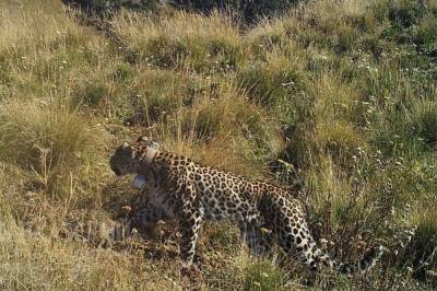 В горах Северной Осетии ищут выпущенного в августе леопарда Батраза