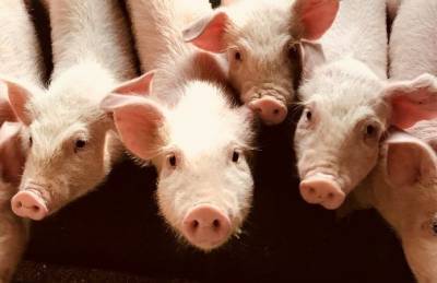 Прогноз: Свинофермы ускорят сворачивание бизнеса