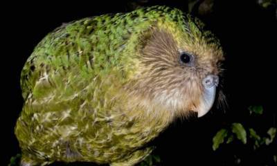 В Новой Зеландии птицей года стал попугай какапо, который умеет имитировать куст