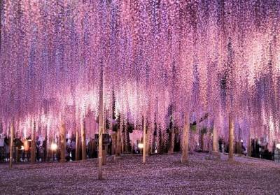 Самое красивое дерево в мире 150 летнее дерево глицинии расположилось в Японии