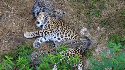 В Минприроды подтвердили гибель редкого леопарда в Кавказском заповеднике