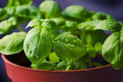 5 овощей, которые можно пересадить из грядок в горшки для выращивания в квартире