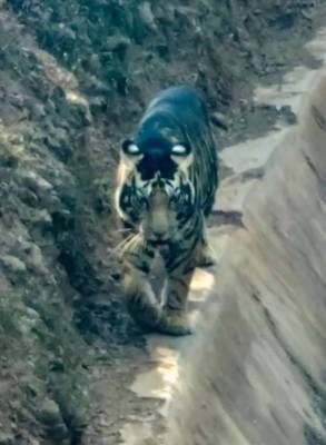 Редкий тигр-меланист замечен в Индии