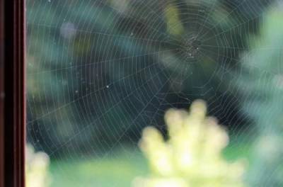 Можно ли убивать пауков, живущих в доме – ответ ученых