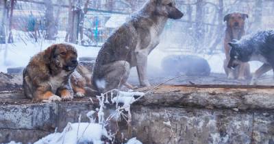 Сотрудники МЧС спасли тонущих собак в Ленобласти