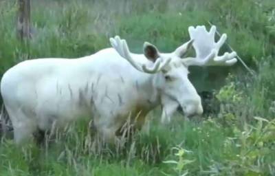 В Канаде браконьеры убили редкого лося-альбиноса