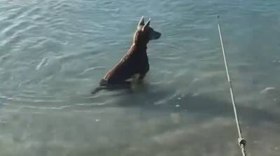 Собака самоотверженно защитила хозяина от акулы - видео