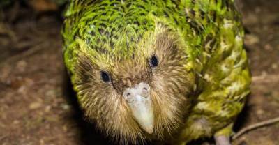 Нелетающий попугай какапо стал птицей года в Новой Зеландии: как выглядит