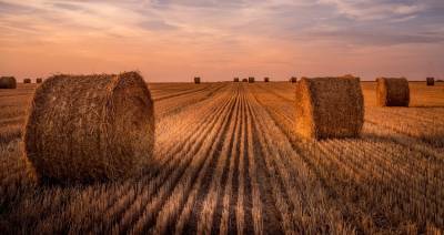 В Беларуси с начала года сократилось число убыточных сельхозорганизаций