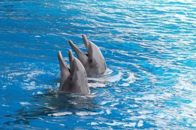 Петербургский дельфинарий переедет в новое здание