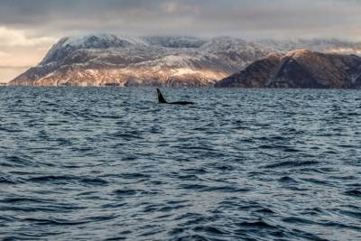 В Португалии киты-убийцы два часа таранили корабль