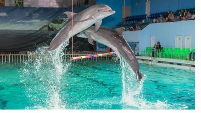 Для здания дельфинария на Крестовском острове ищут нового хозяина