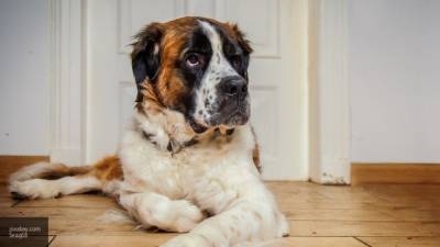 Госдума обсудит законопроект о поблажках владельцам собак-поводырей