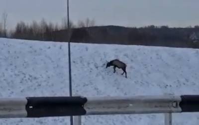 Власти прокомментировали видео с оленем в кемеровской Лесной Поляне