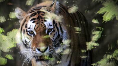 В ЕАО число амурских тигров увеличилось до 20