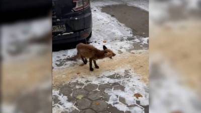 В Воронеже попытаются спасти вышедшего к людям раненого лисёнка