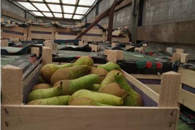40 тонн фруктов незаконно пытались провести через Смоленскую область