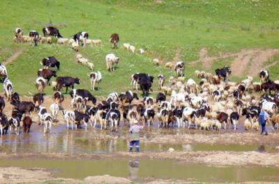 Нулевую ставку НДС на ввоз племенного скота могут продлить на год
