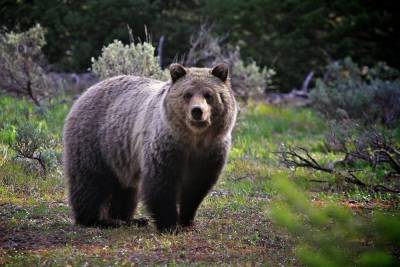 В костромских лесах вновь расплодились медведи