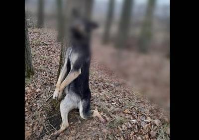 В Рязанской области собаку повесили на дереве