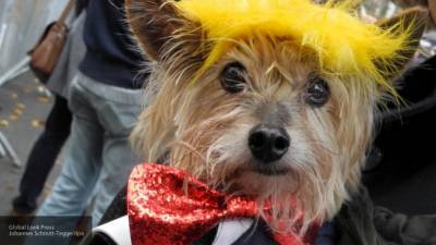 Россияне вдохновляются Трампом при выборе кличек для собак