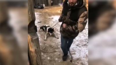 В Улан-Удэ отловили собаку, державшую в страхе целую улицу