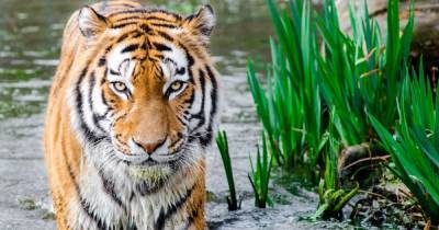 Бродил по фермам и шоссе: в Индии рассказали о "приключениях" тигра, который преодолел рекордных 3 тыс. км