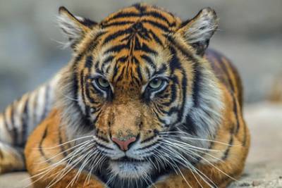 Одинокий тигр прошел рекордные три тысячи километров в поисках самки